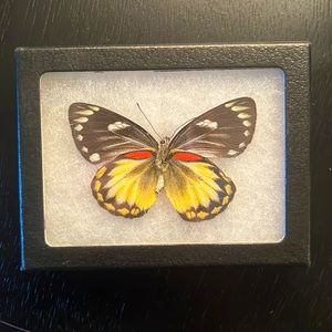 Medium Taxidermy Butterfly